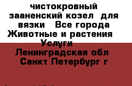 чистокровный зааненский козел  для вязки - Все города Животные и растения » Услуги   . Ленинградская обл.,Санкт-Петербург г.